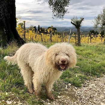 E-Comm: Airbnb Spring Break stays and experiences